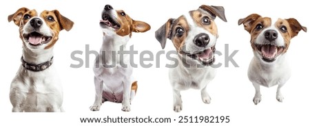 Smiley smiling dog. White background. Don't worry, be happy attitude. Positive emotions.