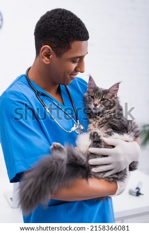 Smiling african american veterinarian in latex gloves holding maine coon in clinic