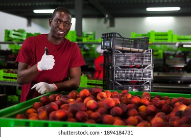 Smiling African American Worker Of Fruit Warehouse Standing Near Container With Peaches, Giving Thumbs Up