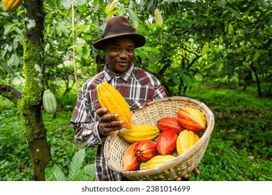 A smiling African farmer harvesting cocoa pods on the plantation, production of chocolate in Africa - Powered by Shutterstock