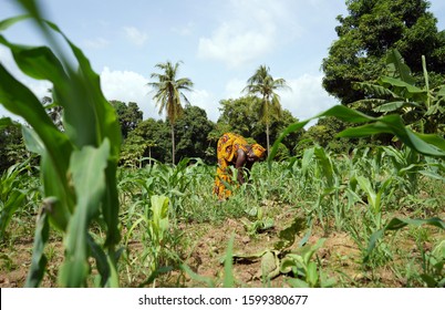 Smiling African Woman Farmer Working In A Weedy Maize Field