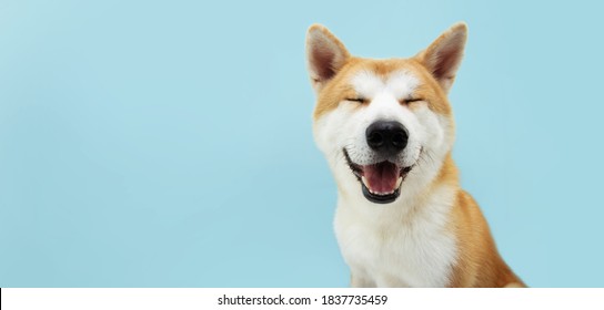 Smiling Akita Dog With Happy Expression. And Closed Eyes. Isolated On Blue Colored Background.