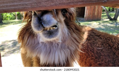 Smiling Alpaca. Funny Animals At The Petting Zoo