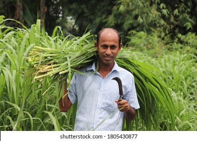 251 Farmer looking his cows Images, Stock Photos & Vectors | Shutterstock