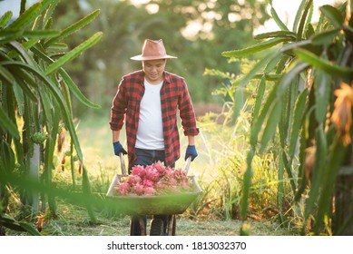 Smiling Asian Farmers In Dragon Fruit Plantations, Farmers Picking Produce