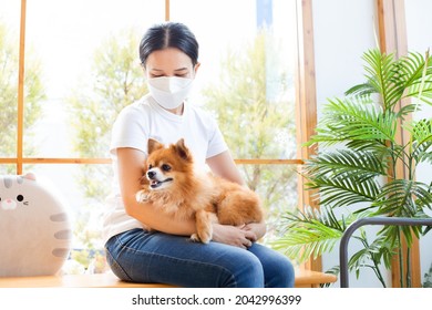 Smiling Asian Woman In Face Mask And Hugging Lovely Pomeranian Dog At Vet Clinic. Small Brown Puppy Lying Down On Female Owner Lap Waiting For Treatments In Animal Hospital. Life With Covid-19