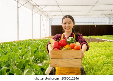 Smiling Attractive Young Asian Woman Farmer Holding A Wooden Crate Full Of Organic Vegetables After The Harvest In Hydroponic Farm.