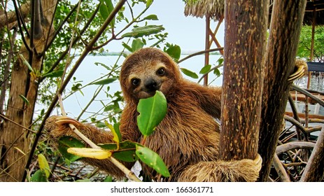 Smiling baby Brown throated Three toed sloth in the mangrove, Caribbean,  Costa Rica