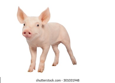 Smiling Baby Pig Clipping Path Isolated On White Background.