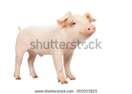 smiling baby piglet clipping path on white Isolated  background.