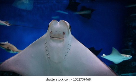 Smiling Batoidea Under Water