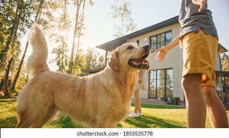 Smiling Beautiful Family Of Four Play Catch Flying Disc With Happy Golden Retriever Dog On The Backyard Lawn. Idyllic Family Has Fun With Loyal Pedigree Dog Outdoors In Summer House.