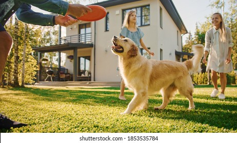 Smiling Beautiful Family Of Four Play Catch Flying Disc With Happy Golden Retriever Dog On The Backyard Lawn. Idyllic Family Has Fun With Loyal Pedigree Dog Outdoors In Summer House.