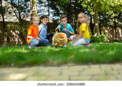 Smiling Beautiful schoolchild Playing with Happy little Dog on the Backyard Lawn.