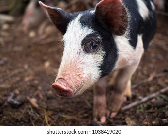 Smiling Berkshire Pig.