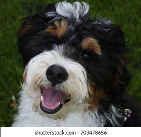 Smiling Berne Doodle Bernese Mountain Dog And Poodle Puppy