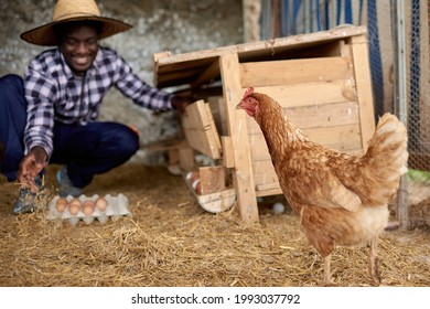 Smiling Black Farmer With Fresh Eggs In Box Against Chicken