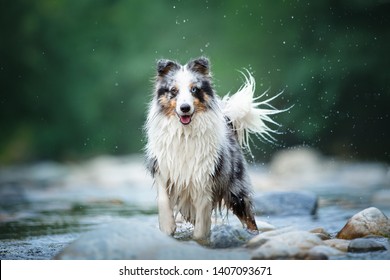 Blue Merle Images Stock Photos Vectors Shutterstock