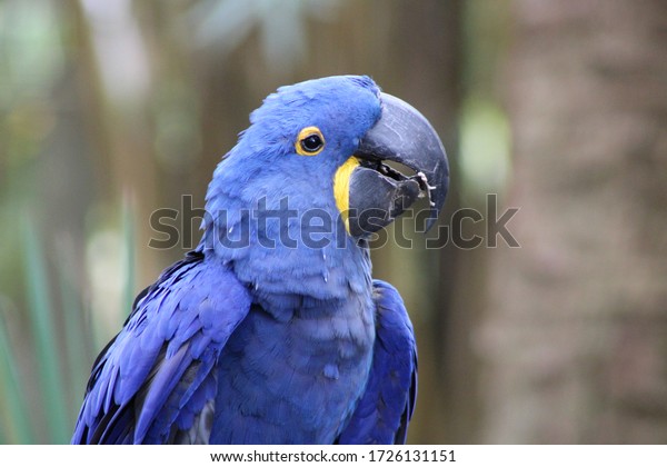 Smiling\
blue and yellow hyacinth macaw. Happy blue\
bird
