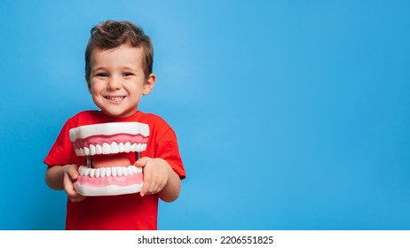 A smiling boy with healthy teeth holds a large jaw in his hands on a blue isolated background. Oral hygiene. Pediatric dentistry. Prosthetics. Rules for brushing teeth. A place for your text. - Powered by Shutterstock