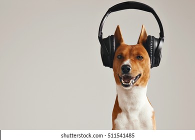 Smiling brown and white basenji dog listening to music in large black wireless headphones isolated on white