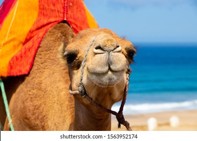 Smiling Camel, Beach Camel In Morroco