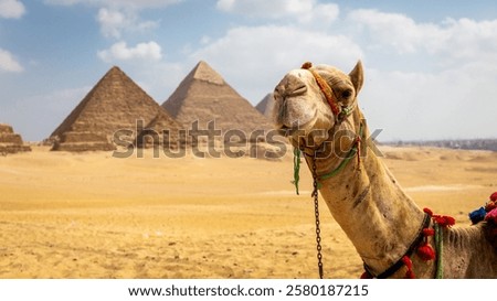 Smiling camel face looking at the camera with Giza Pyramid Complex in the background, Egypt. 