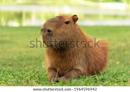 Smiling capybara lying on the grass, at the golden hour of the sunset, chilling.