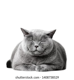 Smiling Cat Laying, Isolated On White. British Shorthair