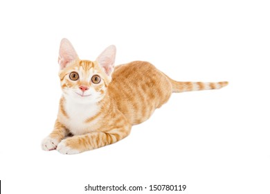 笑う 猫 の写真素材 画像 写真 Shutterstock