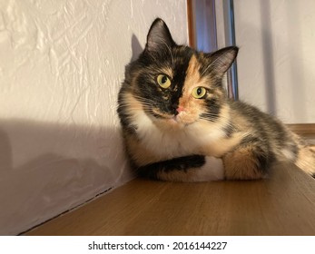 Smiling cat lying in a corner