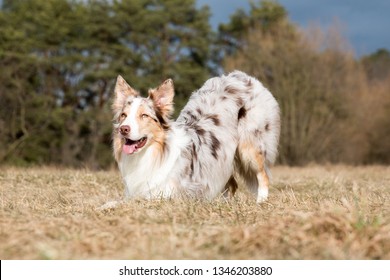 Sable Border Collie Images Stock Photos Vectors Shutterstock