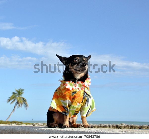 chihuahua hawaiian shirt