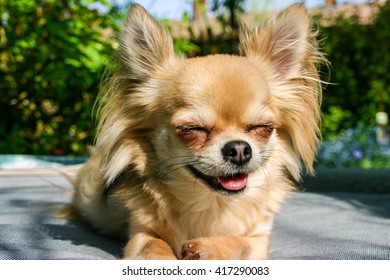 Smiling Chihuahua Sitting Outside In The Sunshine