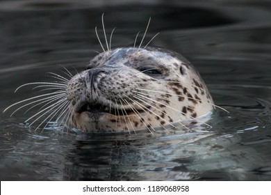 Smiling Common Seal In The Water. Close-up Portrait Of Harbor Seal (Phoca Vitulina) With Sly Smile. Cute Marine Animal With Funny Face.