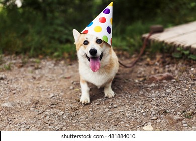 Smiling Corgi Dog In A Fancy Cap, Celebrating Birthday