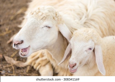 Smiling Of Couple Sheep