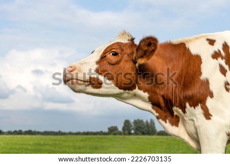 Smiling cow, nose up lifted, moo in the air, red and white milk cattle, blue cloudy sky