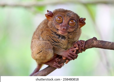 Smiling cute tarsier sitting on a tree, Bohol island, Philippines