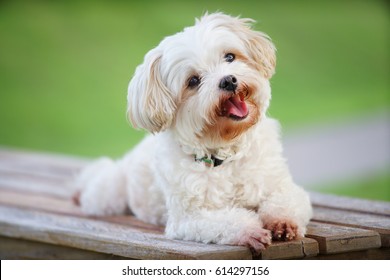 Smiling Cute White Dog Sit On Bench In Garden