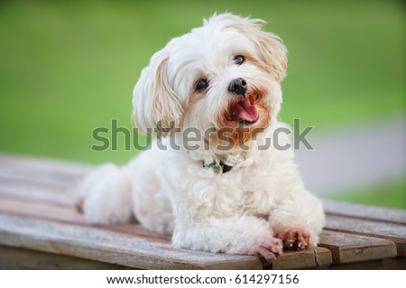 smiling cute white dog sit on bench in garden