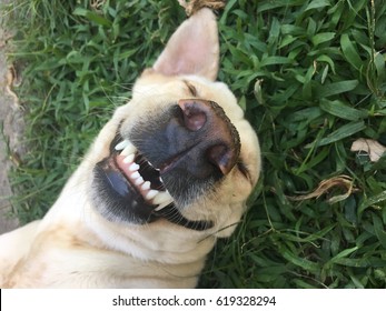 Smiling dog - Shutterstock ID 619328294
