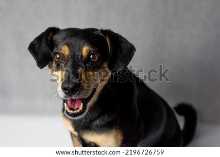 Similar – Look of a happy dog.