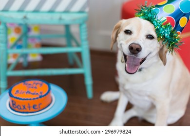 Smiling dog celebrates his birthday - Shutterstock ID 296979824