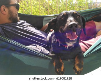 Smiling Dog In Hammock