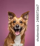 Smiling dog with happy expression face Isolated on magenta, hot pink background