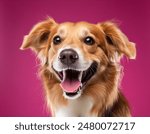 Smiling dog with happy expression face Isolated on magenta, hot pink background