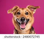 Smiling dog with happy expression face Isolated on magenta, hot pink background