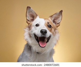 Smiling dog with happy expression face Isolated on Yellow background