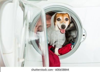 Smiling Dog In Hoodie Grey Sport Style Sweater Sitting Inside Washing Machine In Laundry And Dry Cleaning 